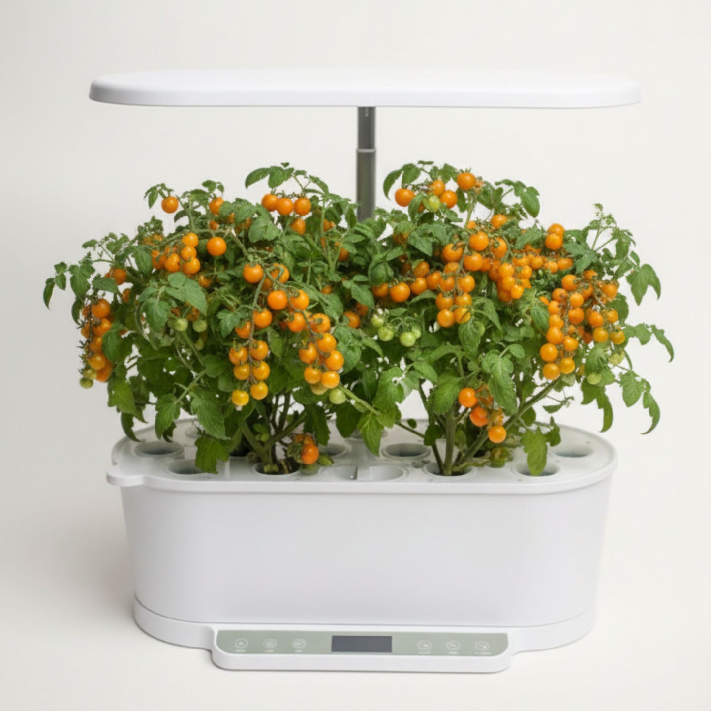 EcoSprout36 hydroponisk dyrkningssystem med tomat “Aztec Micro Dwarf”—kompakt plante med mange gule cherrytomater under LED-lys.