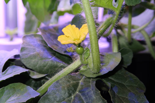 Håndbestøvning af vandmelonplanter i EcoSprout36 hydroponisk dyrkningssystem