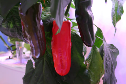 Første høst af friske grøntsager fra EcoSprout indendørs køkkenhave