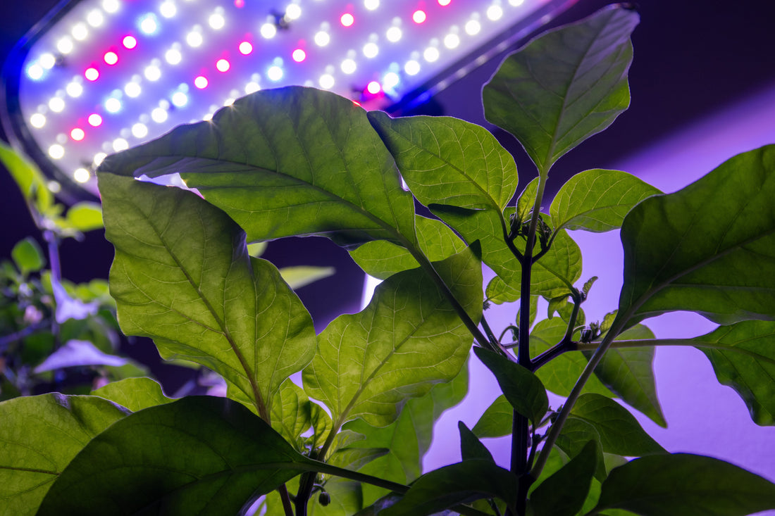 EcoSprout hydroponisk system med LED-lys der fremmer fotosyntese i indendørs planter