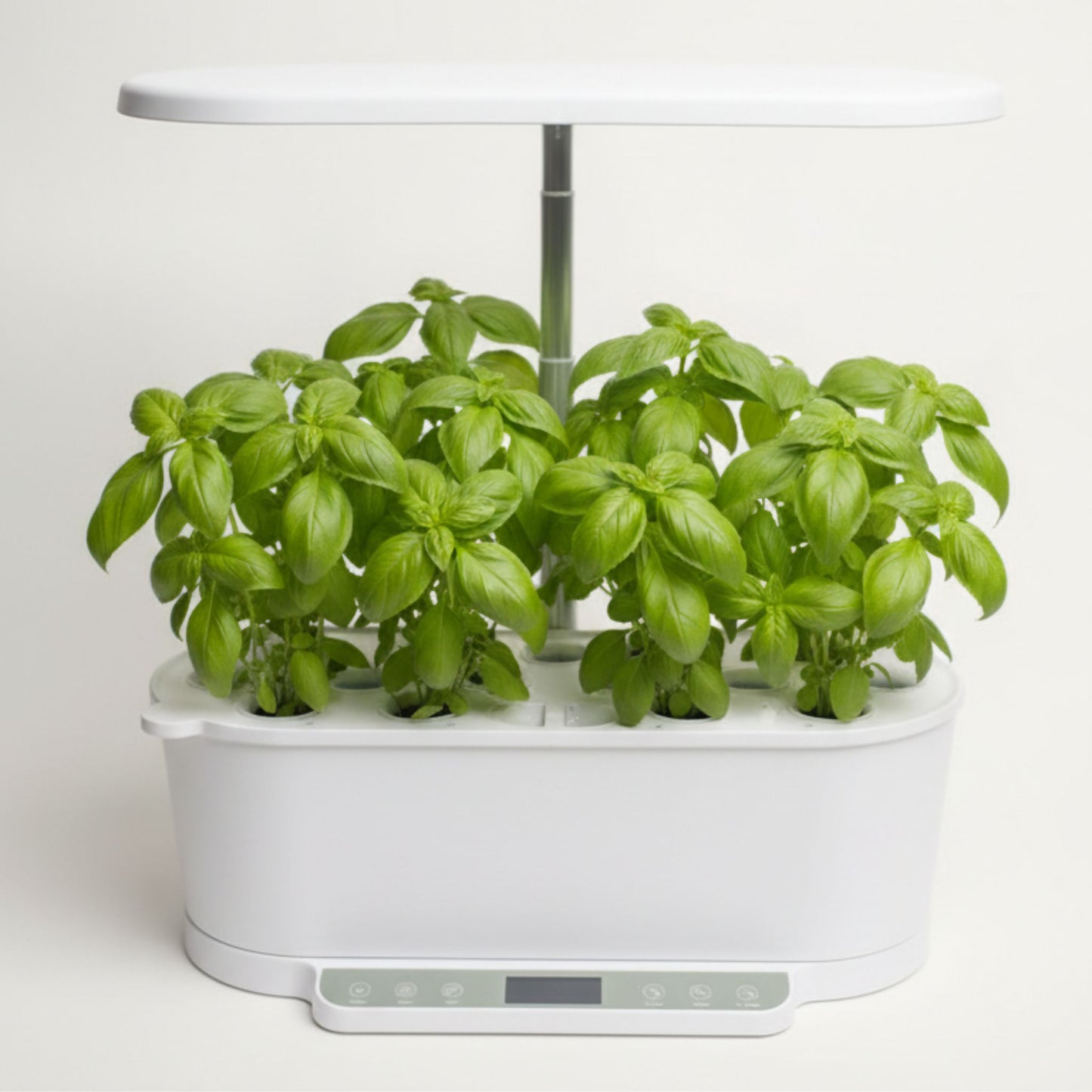 EcoSprout36 hydroponisk dyrkningssystem med grøn basilikum—frodige, lysegrønne basilikumplanter under LED-lys.