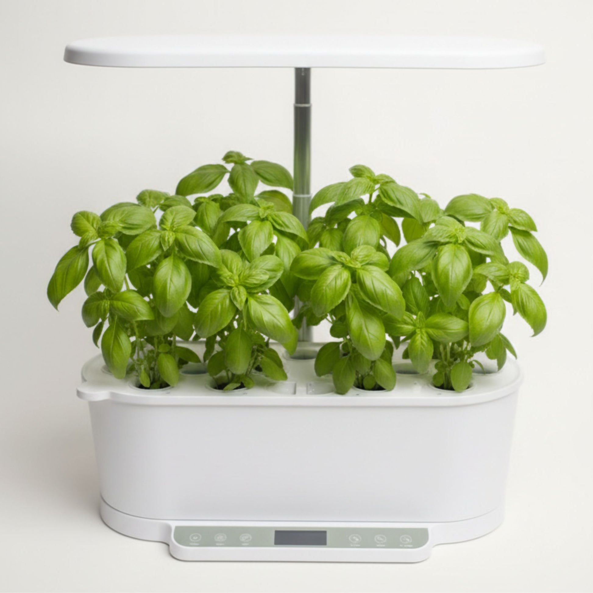 EcoSprout36 hydroponisk dyrkningssystem med grøn basilikum—frodige, lysegrønne basilikumplanter under LED-lys.