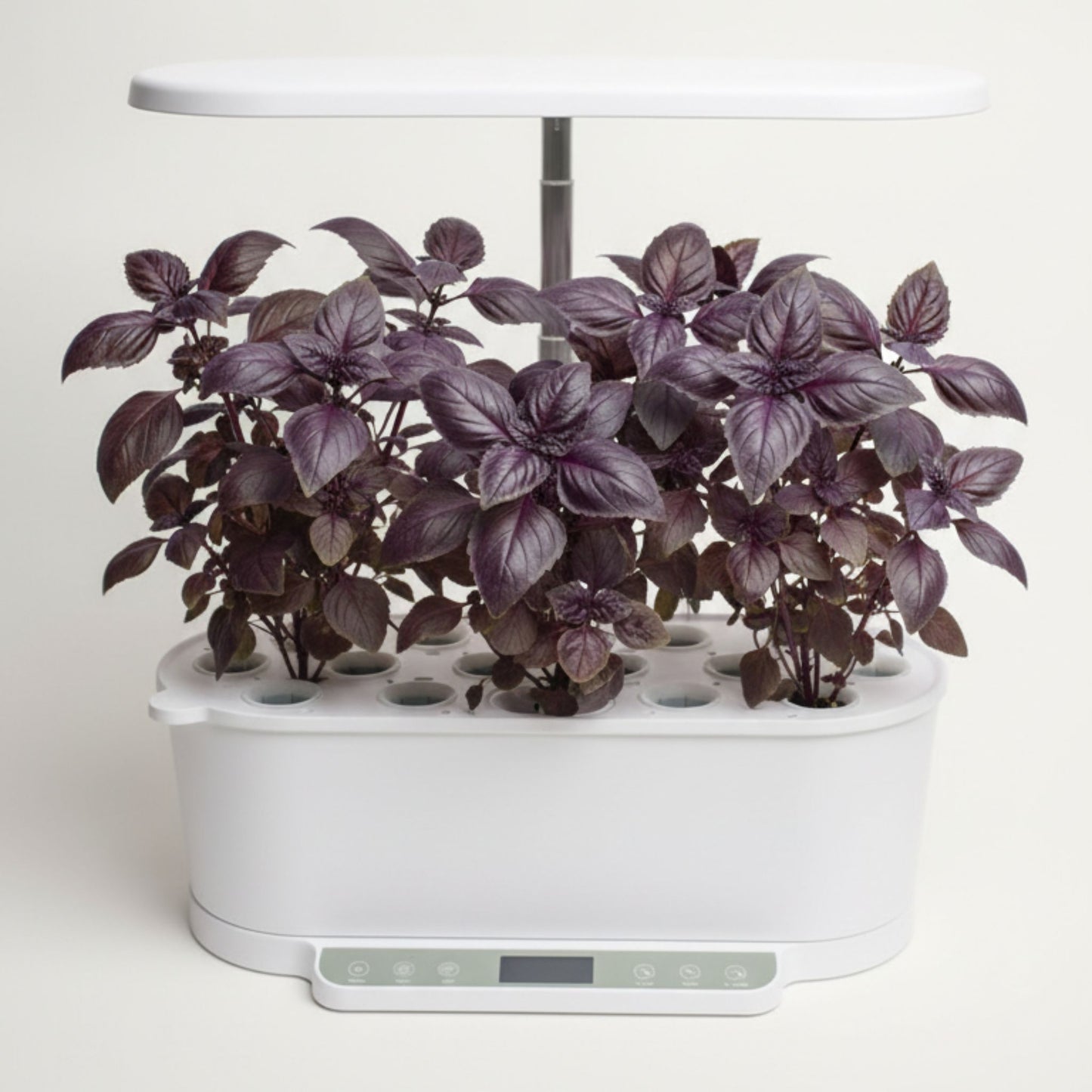 EcoSprout36 hydroponisk dyrkningssystem med rød basilikum—mørklilla basilikumplanter med dekorative blade under LED-lys.
