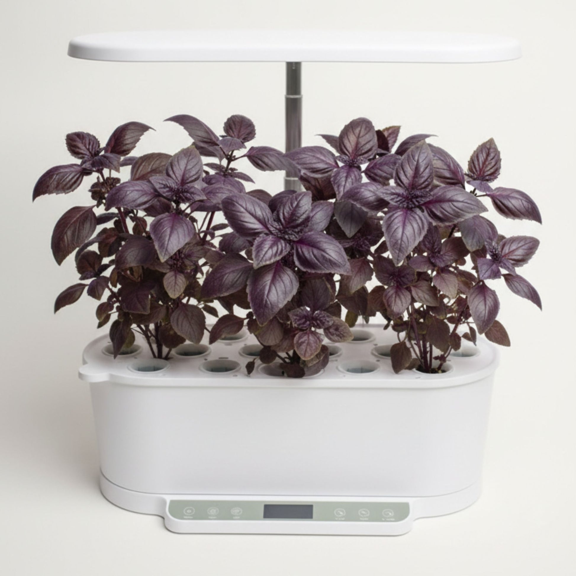 EcoSprout36 hydroponisk dyrkningssystem med rød basilikum—mørklilla basilikumplanter med dekorative blade under LED-lys.