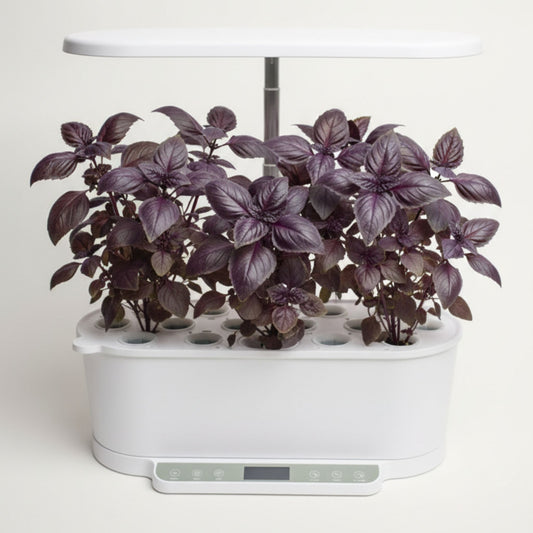 EcoSprout36 hydroponisk dyrkningssystem med rød basilikum—mørklilla basilikumplanter med dekorative blade under LED-lys.