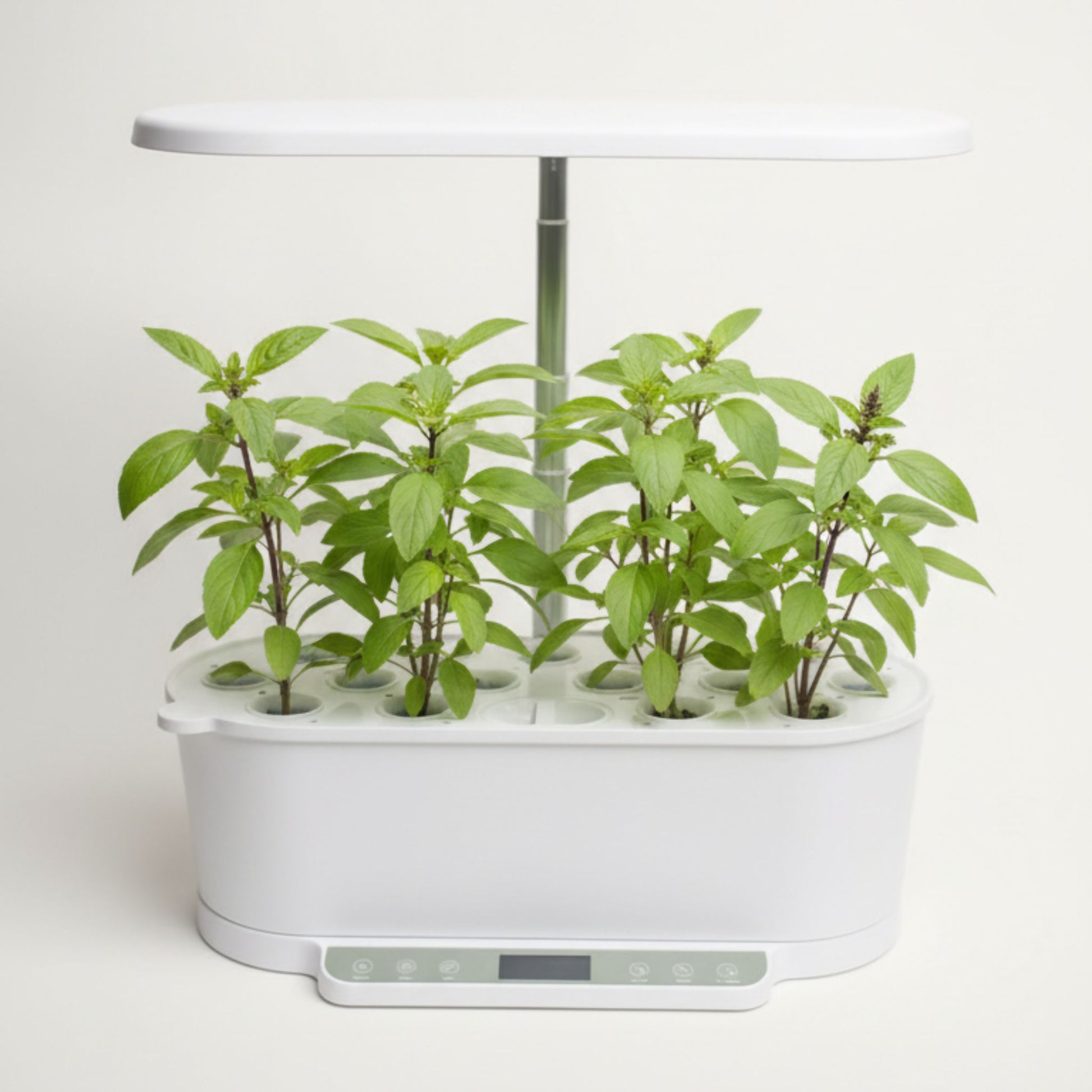 EcoSprout36 hydroponisk dyrkningssystem med Thai basilikum—grønne planter med mørke stængler og små blomsterknopper under LED-lys.