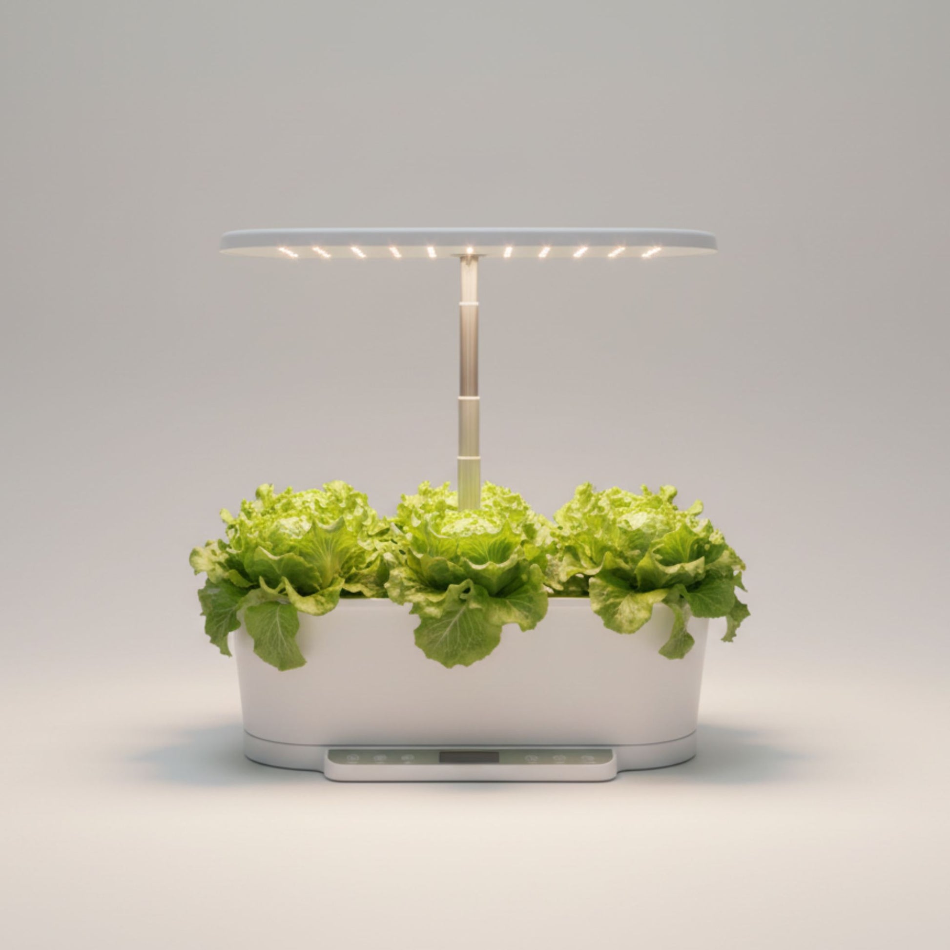 EcoSprout36 hydroponisk dyrkningssystem med Batavia-salat “Blonde de Paris”—sprøde, lysegrønne salathoveder under LED-lys.
