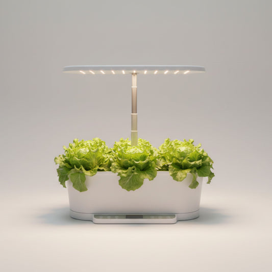 EcoSprout36 hydroponisk dyrkningssystem med Batavia-salat “Blonde de Paris”—sprøde, lysegrønne salathoveder under LED-lys.