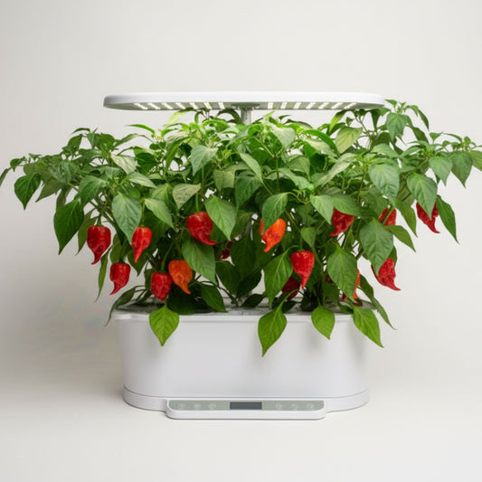 EcoSprout36 hydroponisk dyrkningssystem med Carolina Reaper chili—grønne planter med mange røde og orange frugter under LED-lys.
