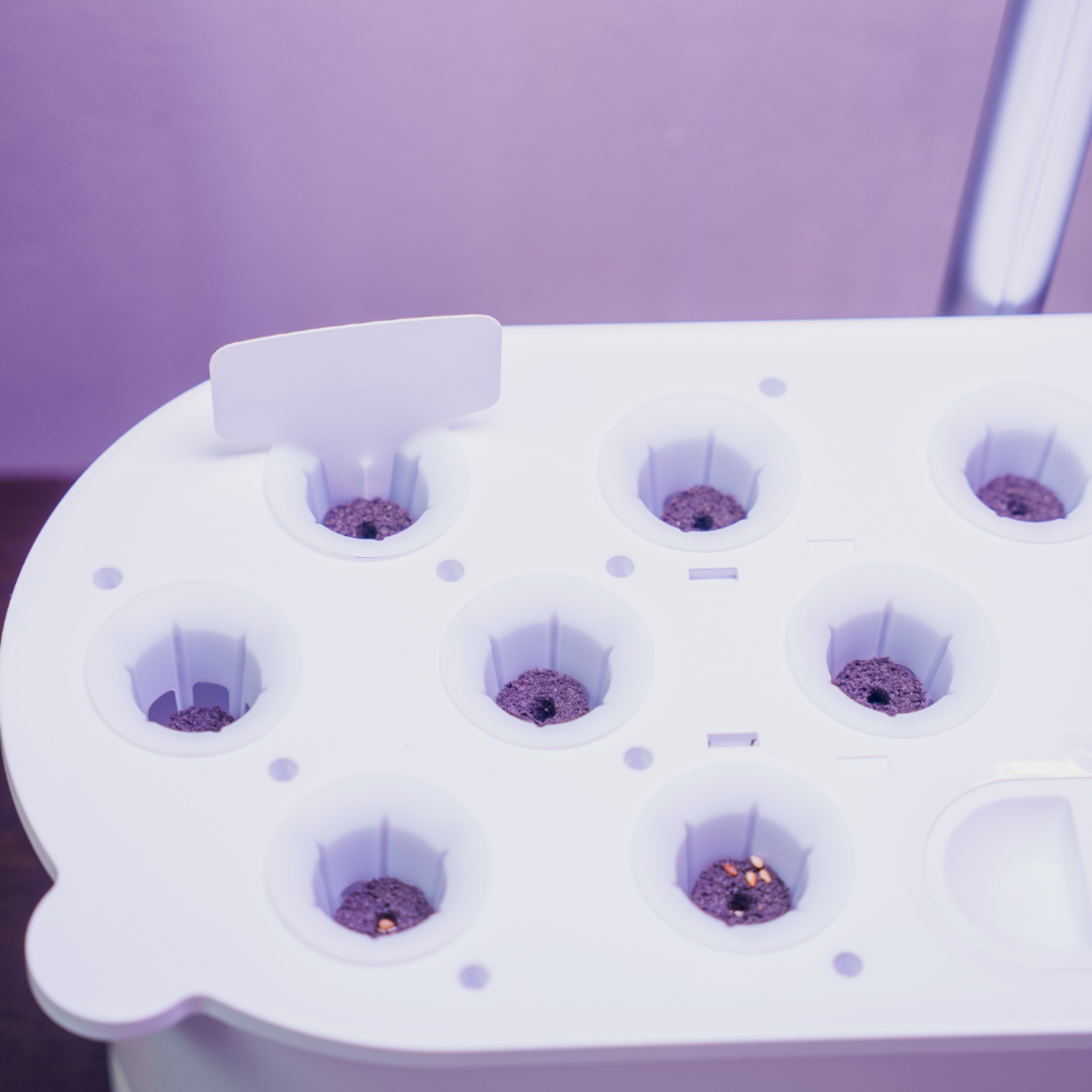 EcoSprout frøpakker med basilikum, persille og rucola