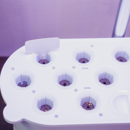 EcoSprout frøpakker med basilikum, persille og rucola