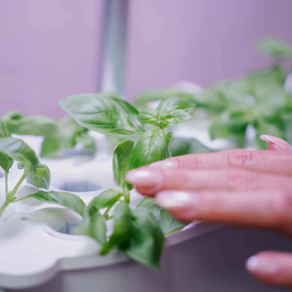 Kvinde høster frisk basilikum fra EcoSprout i moderne dansk køkken