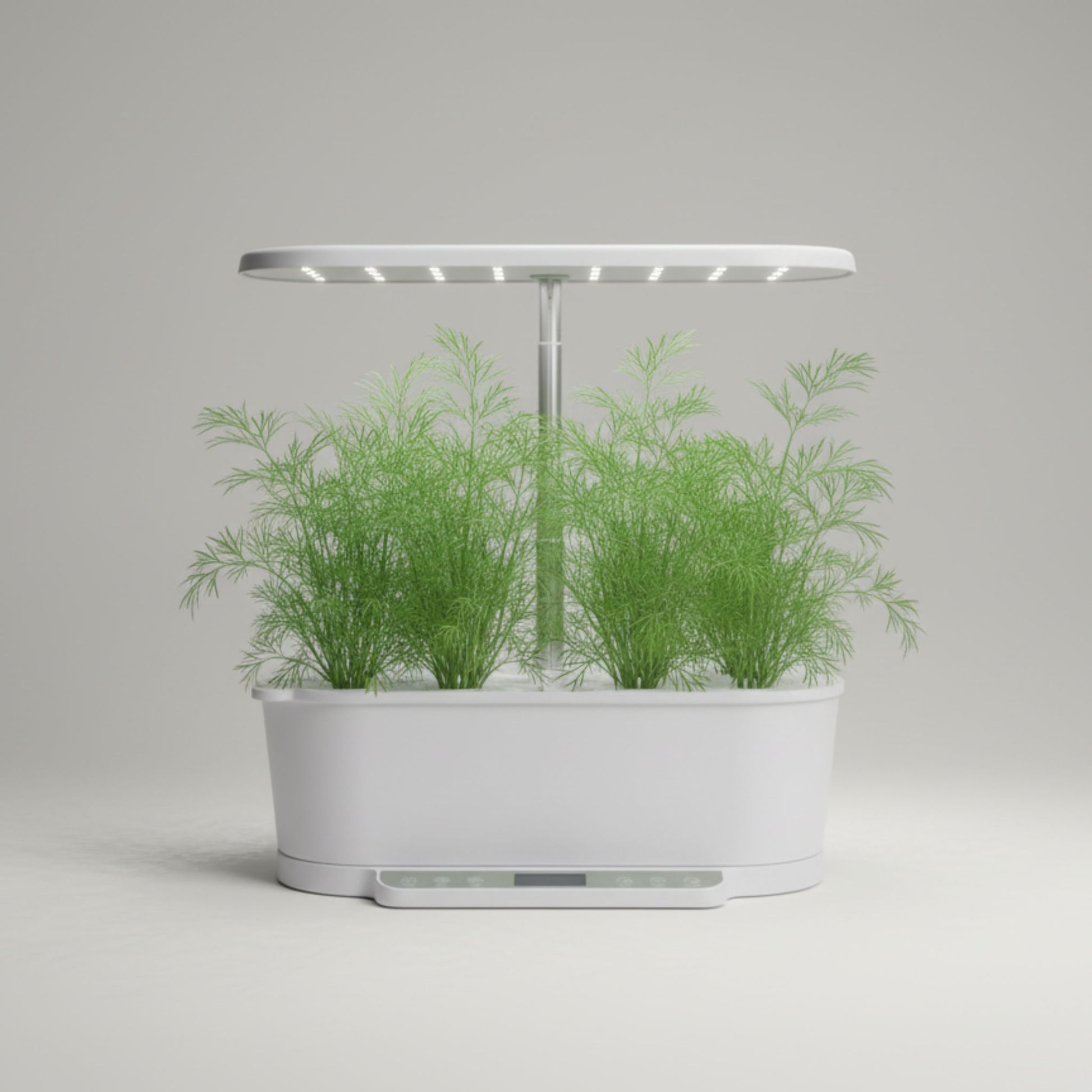 EcoSprout36 hydroponisk dyrkningssystem med dild—luftige, fine grønne dildtoppe under LED-lys.