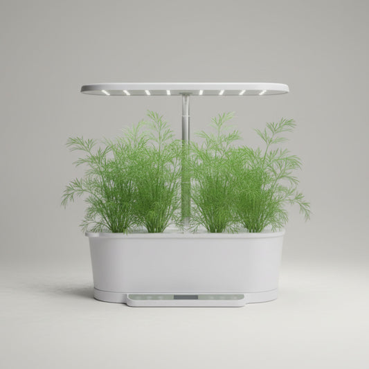 EcoSprout36 hydroponisk dyrkningssystem med dild—luftige, fine grønne dildtoppe under LED-lys.