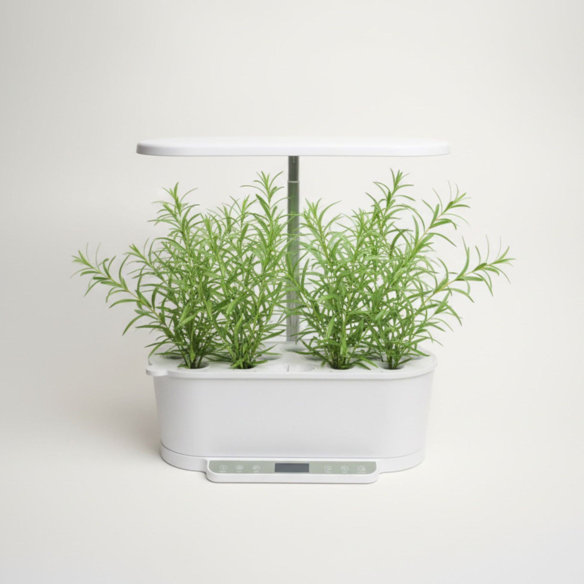 EcoSprout36 hydroponisk dyrkningssystem med estragon (Artemisia dracunculus)—fine, smalle grønne blade på luftige planter under LED-lys.