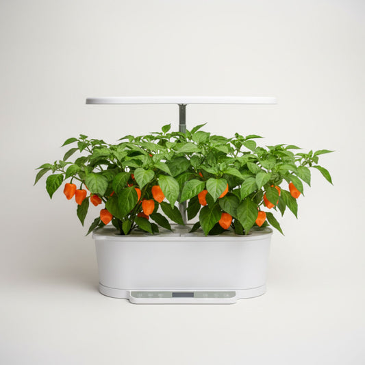 EcoSprout36 hydroponisk dyrkningssystem med Habanero Orange—kompakte grønne planter med mange orange chilier under LED-lys.