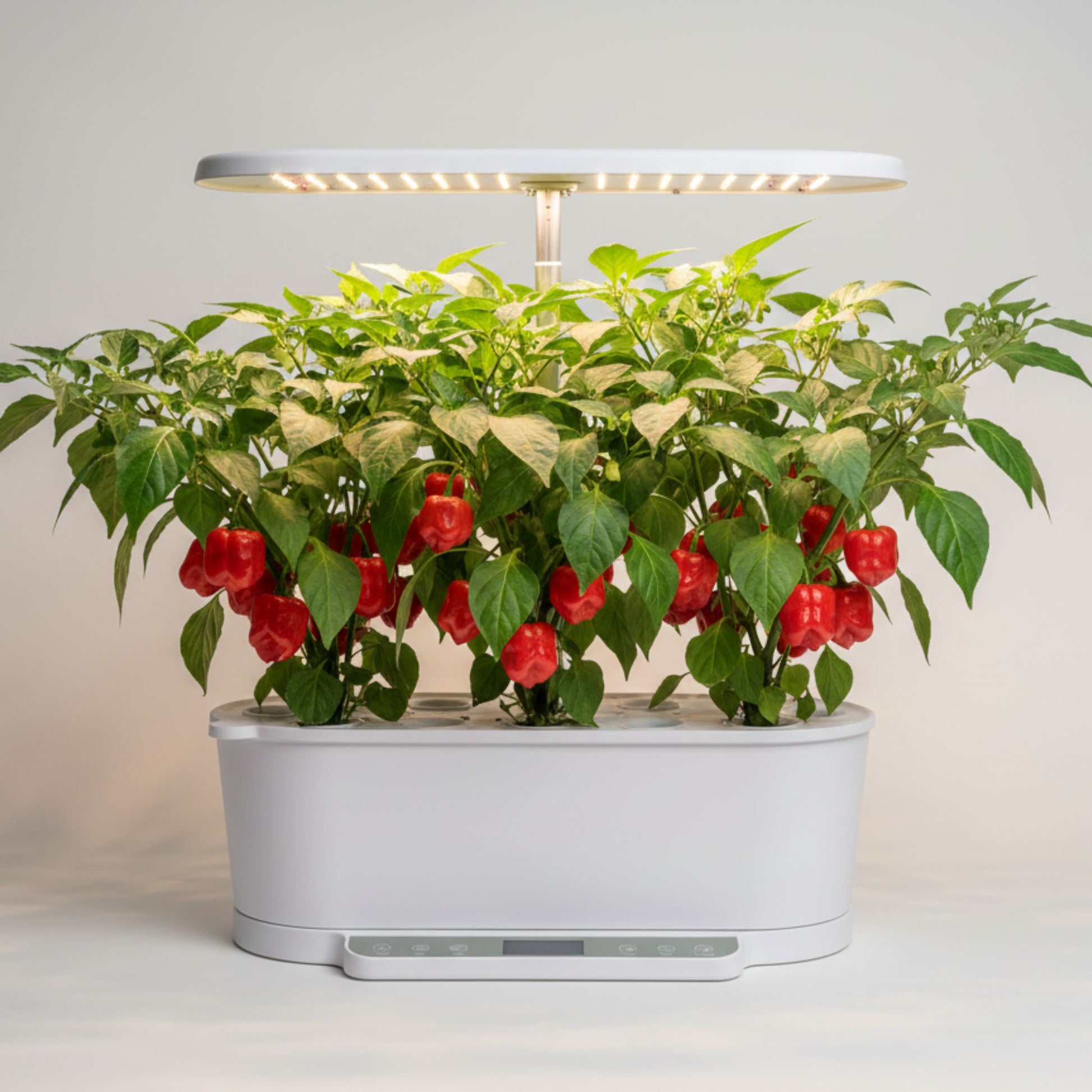 EcoSprout36 hydroponisk dyrkningssystem med Habanero Rød—frodige grønne planter med mange røde chilier under LED-lys.