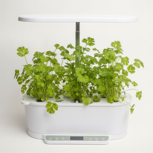 EcoSprout36 hydroponisk dyrkningssystem med koriander “Konrad”—friske, lysegrønne korianderblade på kompakte planter under LED-lys.