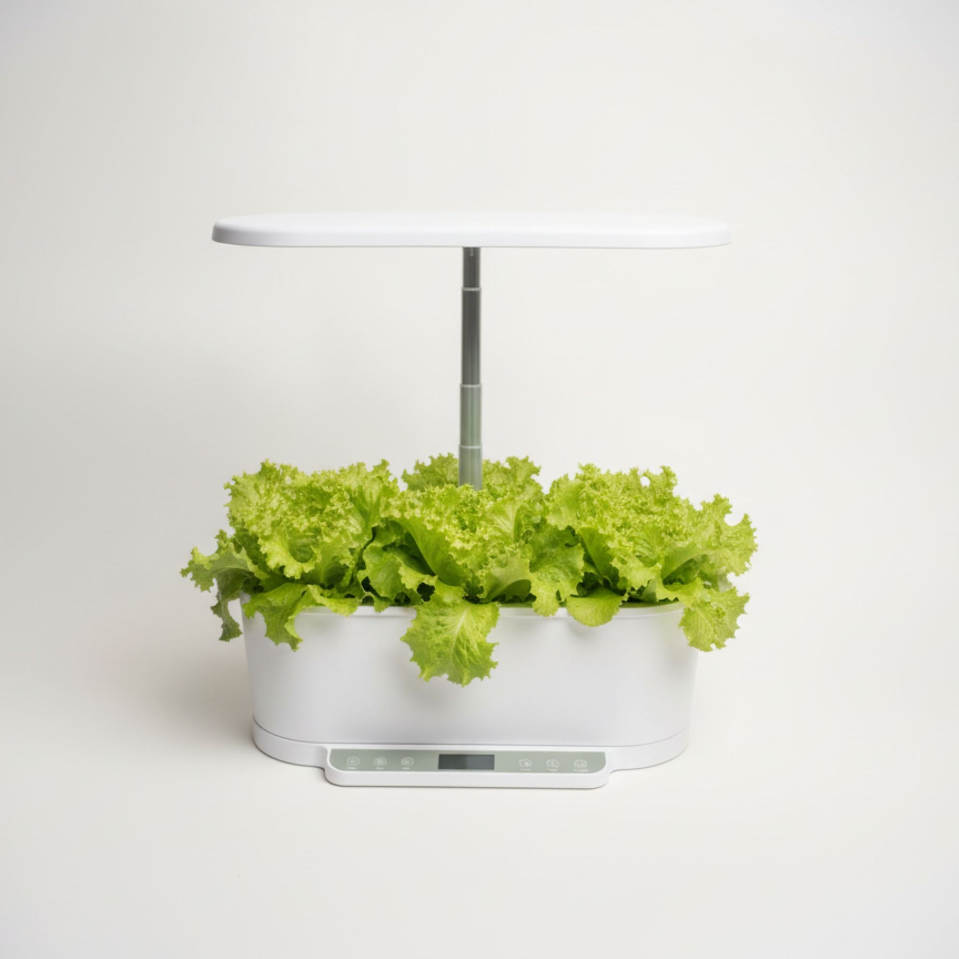 EcoSprout36 hydroponisk dyrkningssystem med Lollo Bionda-salat—krusede, lysegrønne salatblade under LED-lys.