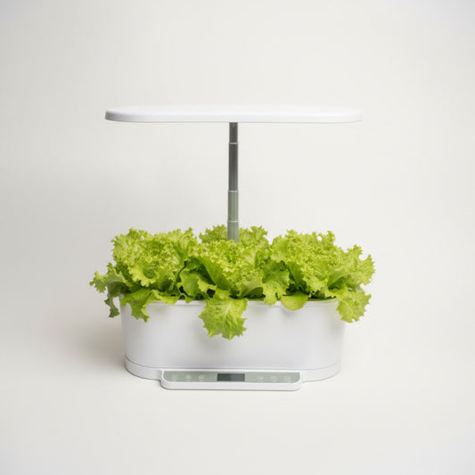 EcoSprout36 hydroponisk dyrkningssystem med Lollo Bionda-salat—krusede, lysegrønne salatblade under LED-lys.