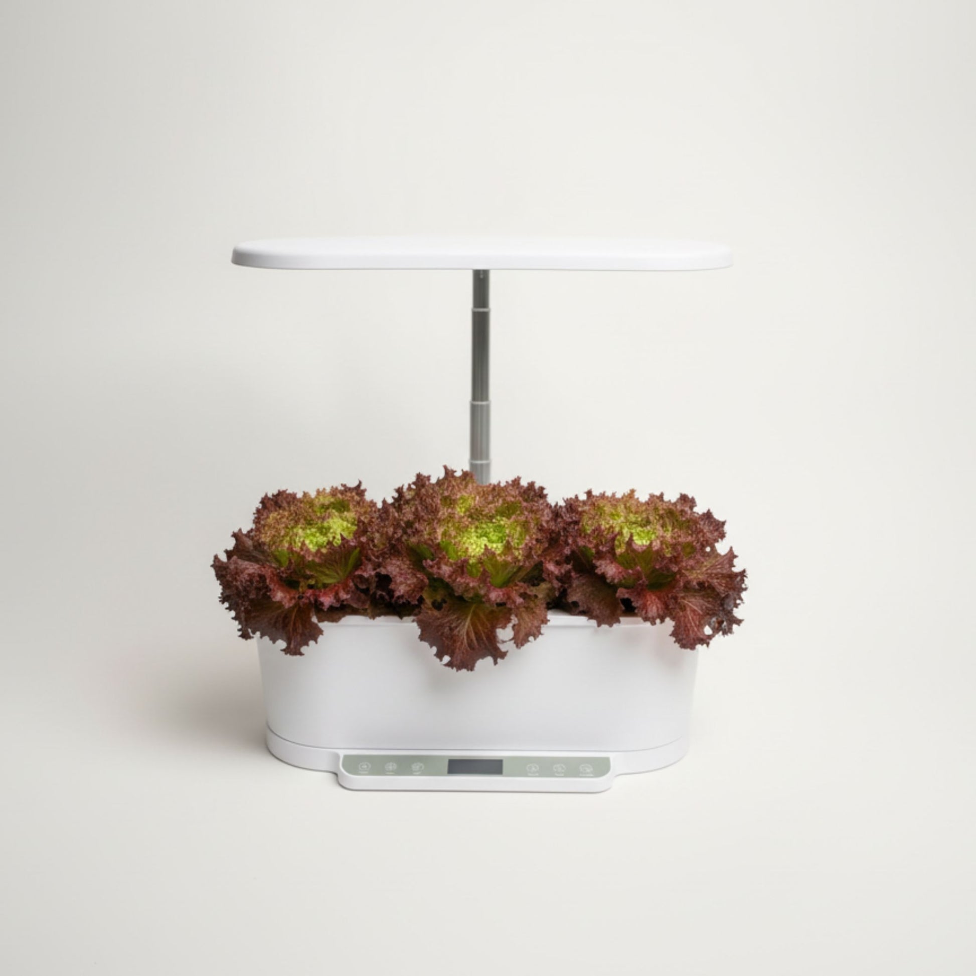 EcoSprout36 hydroponisk dyrkningssystem med Lollo Rossa-salat—krusede, rødgrønne salatblade under LED-lys.