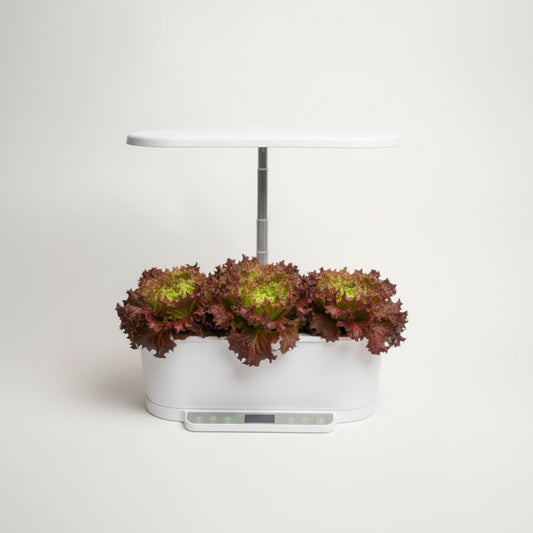 EcoSprout36 hydroponisk dyrkningssystem med Lollo Rossa-salat—krusede, rødgrønne salatblade under LED-lys.