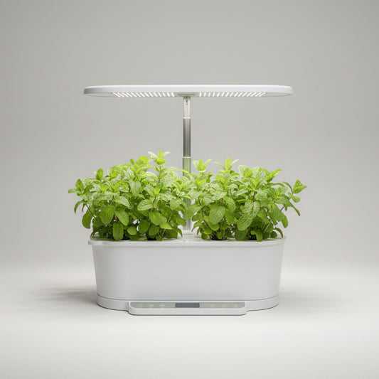 EcoSprout36 hydroponisk dyrkningssystem med mynte (Mentha spicata)—tætte, friske grønne mynteplanter under LED-lys.