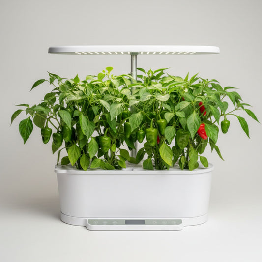 EcoSprout36 hydroponisk dyrkningssystem med Padrón chili—kompakte grønne planter med mange grønne chilier og enkelte røde under LED-lys.