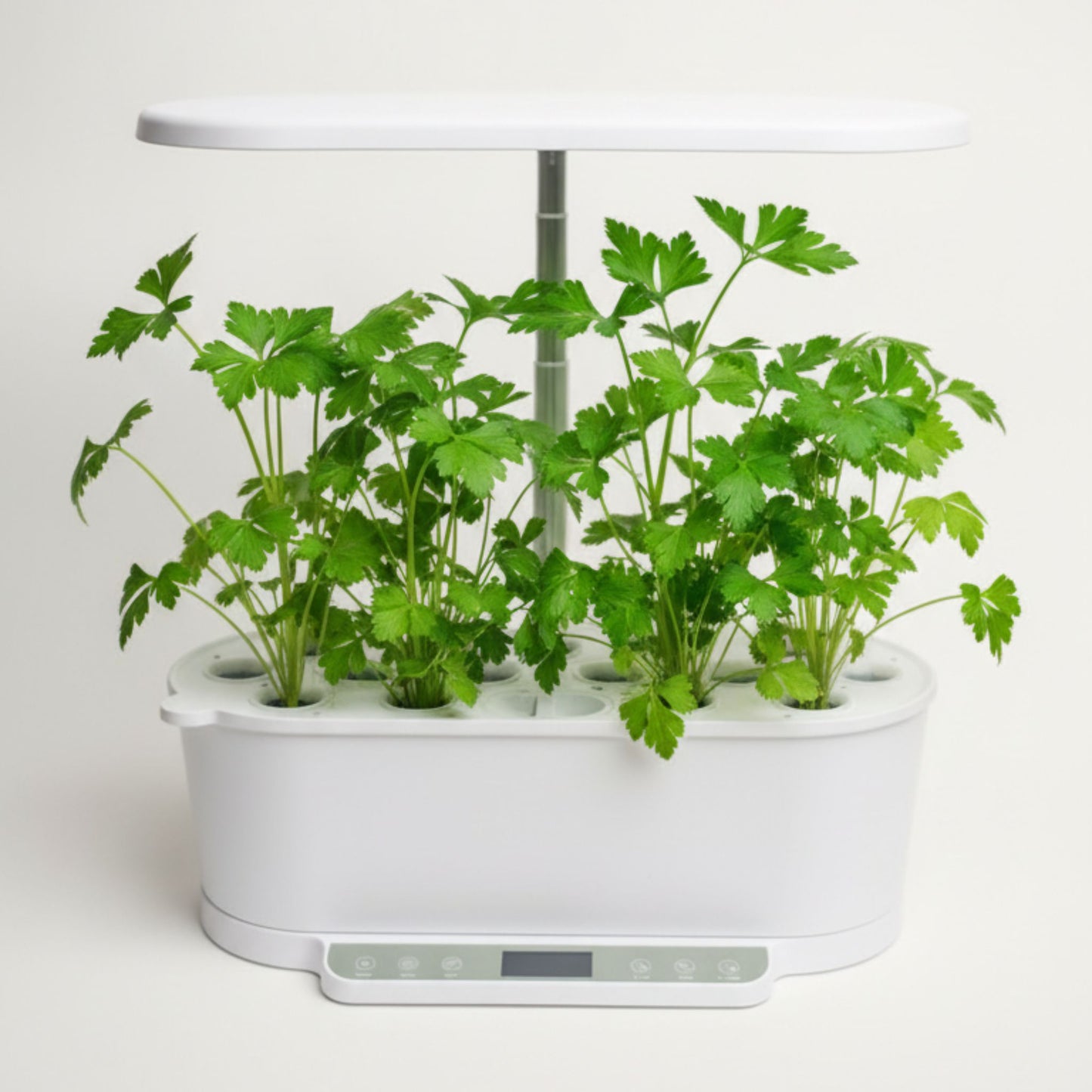 EcoSprout36 hydroponisk dyrkningssystem med persille “Gigante d’Italia”—store, friske grønne persilleblade under LED-lys.