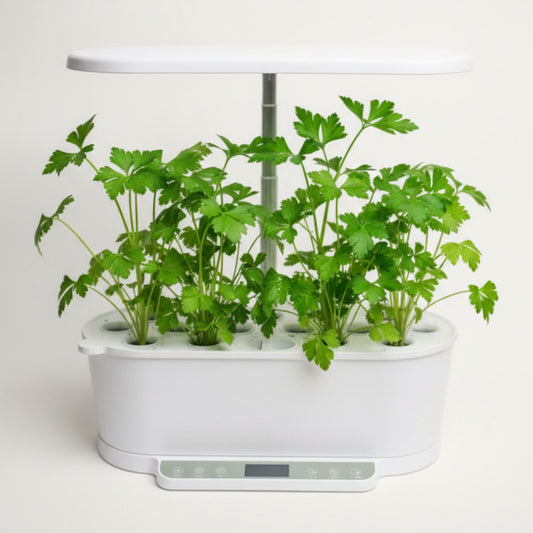 EcoSprout36 hydroponisk dyrkningssystem med persille “Gigante d’Italia”—store, friske grønne persilleblade under LED-lys.