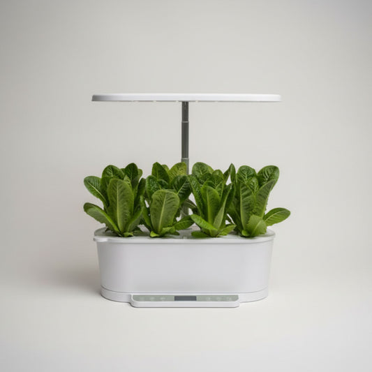 EcoSprout36 hydroponisk dyrkningssystem med romainesalat “Little Gem”—kompakte, mørkegrønne salathoveder under LED-lys.