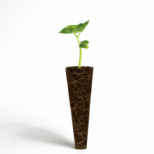Gro svamp til EcoSprout36