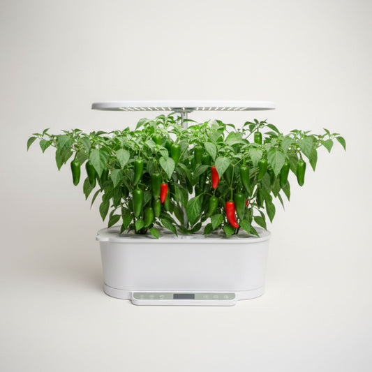 EcoSprout36 hydroponisk dyrkningssystem med Serrano chili—grønne planter med mange grønne chilier og enkelte røde under LED-lys.