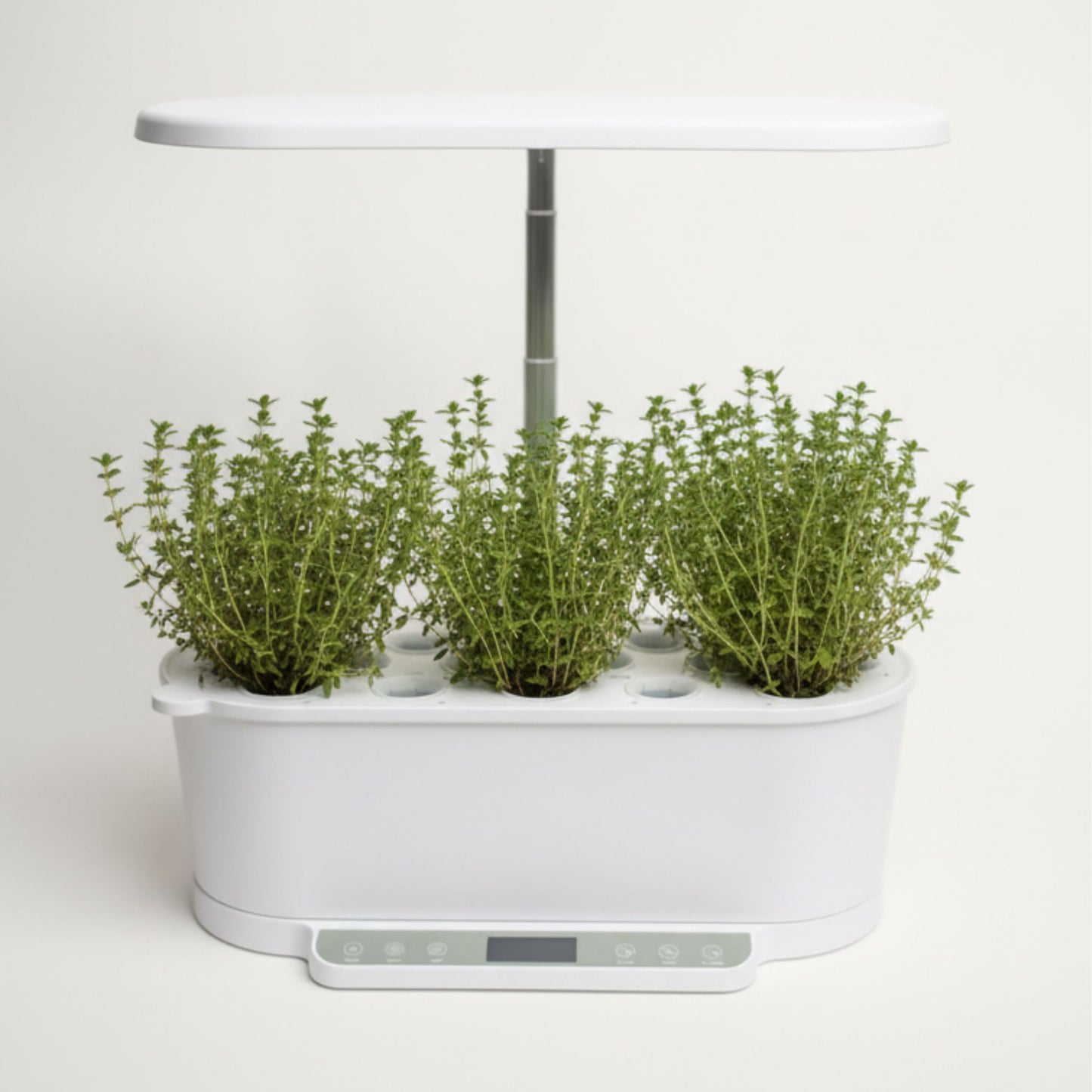 EcoSprout36 hydroponisk dyrkningssystem med timian “German Winter”—tætte, grønne timianplanter med små blade under LED-lys.