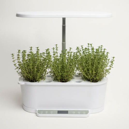 EcoSprout36 hydroponisk dyrkningssystem med timian “German Winter”—tætte, grønne timianplanter med små blade under LED-lys.