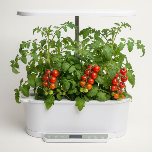 EcoSprout36 hydroponisk dyrkningssystem med tomat “Tiny Tim”—kompakte planter med klaser af røde cherrytomater under LED-lys.