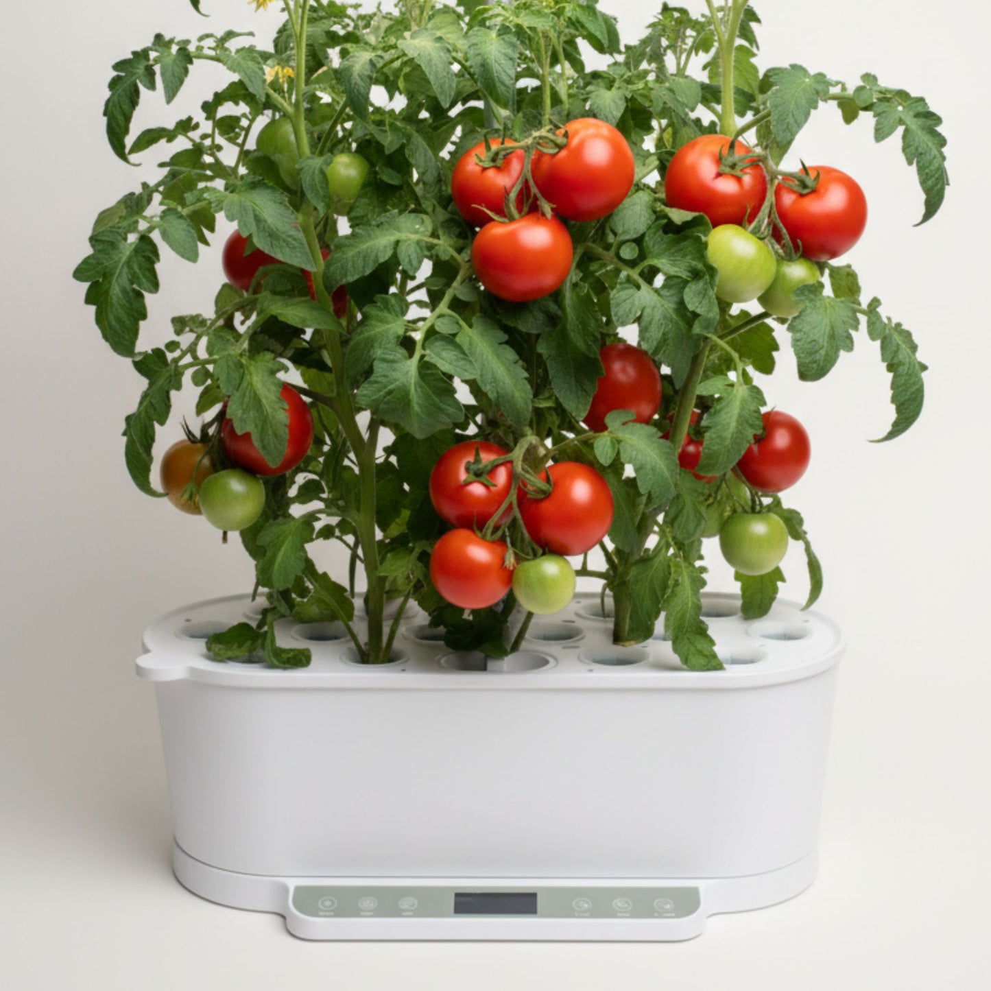 EcoSprout36 hydroponisk dyrkningssystem med tomat “Ace 55 VF”—kraftige planter med røde og grønne tomater under LED-lys.