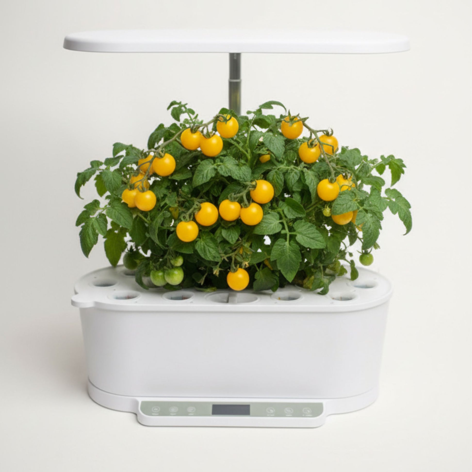 EcoSprout36 hydroponisk dyrkningssystem med tomat “Venus Micro Dwarf”—kompakte planter med mange orange cherrytomater under LED-lys.
