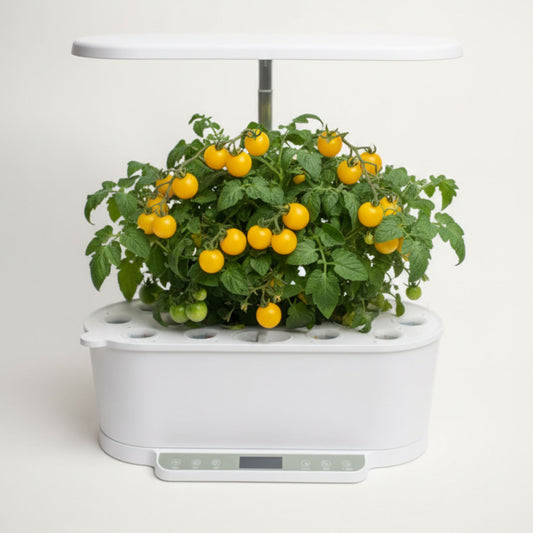 EcoSprout36 hydroponisk dyrkningssystem med tomat “Venus Micro Dwarf”—kompakte planter med mange orange cherrytomater under LED-lys.