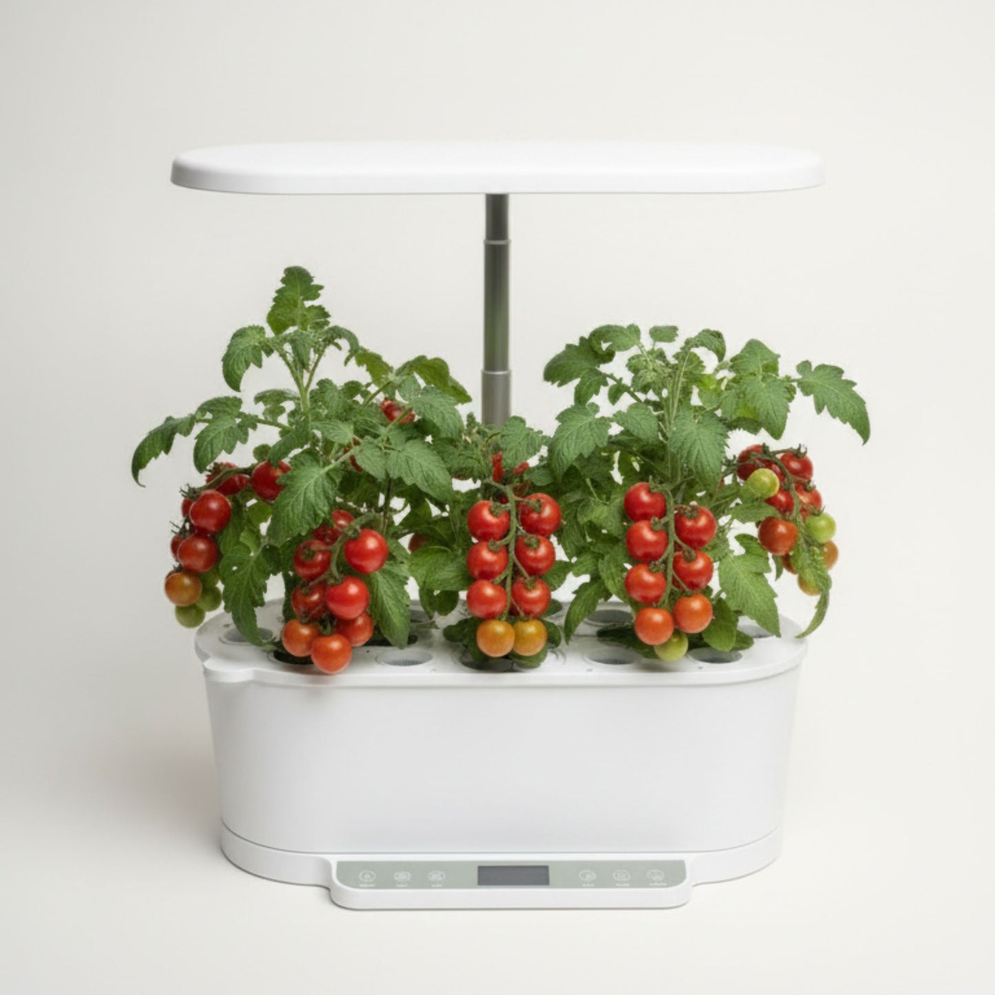 EcoSprout36 hydroponisk dyrkningssystem med tomat “Red Robin”—kompakte planter med klaser af røde cherrytomater under LED-lys.