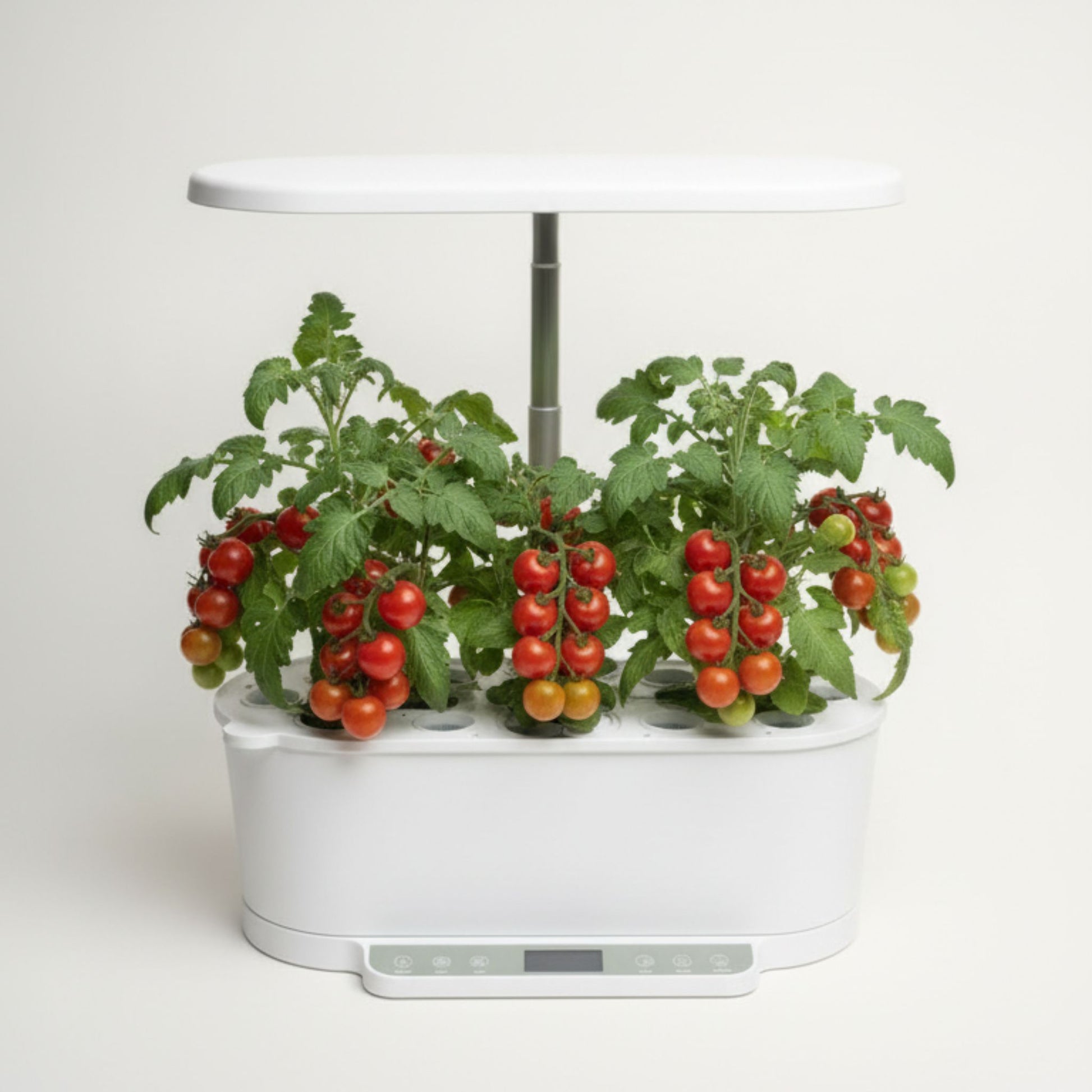 EcoSprout36 hydroponisk dyrkningssystem med tomat “Red Robin”—kompakte planter med klaser af røde cherrytomater under LED-lys.