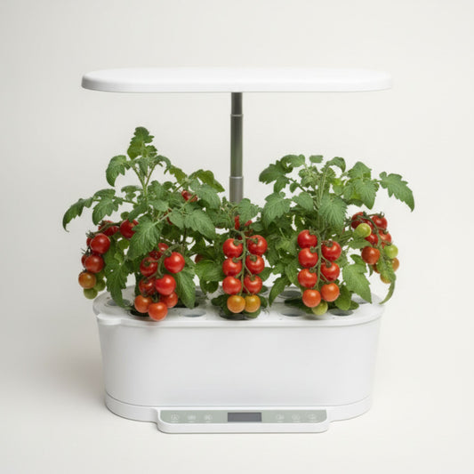 EcoSprout36 hydroponisk dyrkningssystem med tomat “Red Robin”—kompakte planter med klaser af røde cherrytomater under LED-lys.