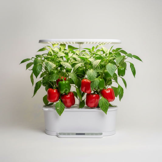 EcoSprout36 hydroponisk dyrkningssystem med peberfrugt “Yolo Wonder”—grønne planter med både grønne og røde peberfrugter under LED-lys.
